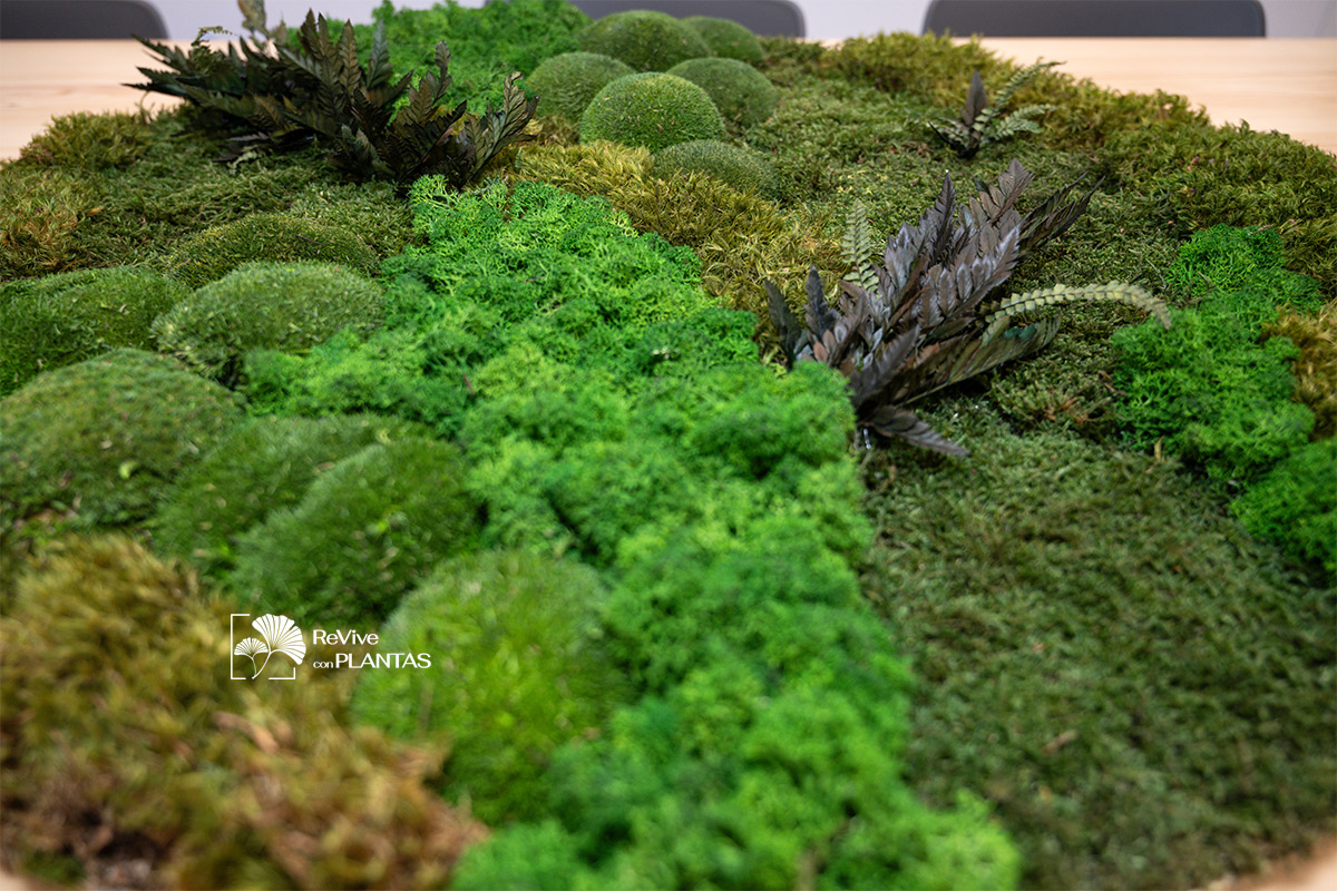 Círculo-musgos-ReVive-con-Plantas-centra